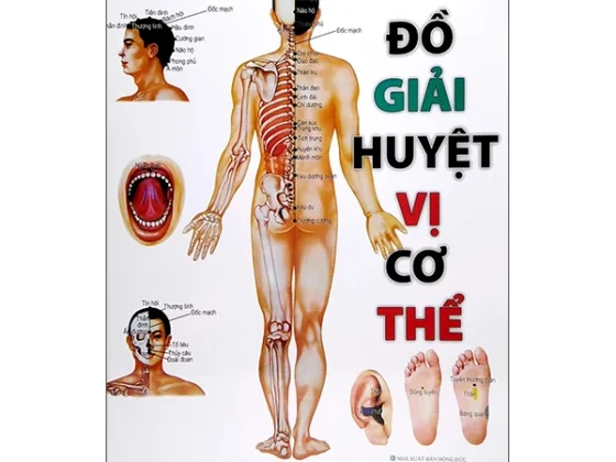 Đồ Giải Huyệt Vị Cơ Thể PDF